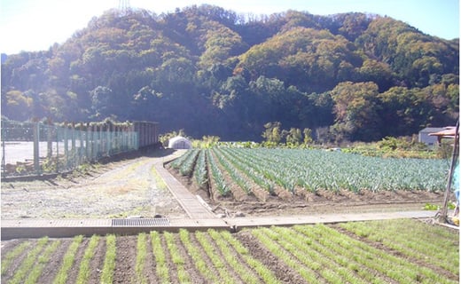 下仁田町特産「下仁田ねぎ」Lサイズ 18本 小箱 とろける 甘い ねぎ ネギ 王様ねぎ 特産 栄養たっぷり ブランド 上州ねぎ すきやき F21K-015