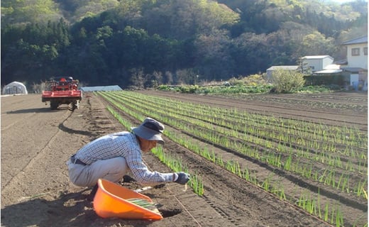 下仁田町特産「下仁田ねぎ」Lサイズ 18本 小箱 とろける 甘い ねぎ ネギ 王様ねぎ 特産 栄養たっぷり ブランド 上州ねぎ すきやき F21K-015