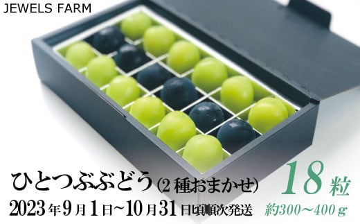 [No.5657-3349]朝採り新鮮 産地直送 ひとつぶぶどう 約300g～400g（18粒）（2種おまかせ）《JEWELS FARM》■2023年発送■※9月上旬頃～10月下旬頃まで順次発送予定