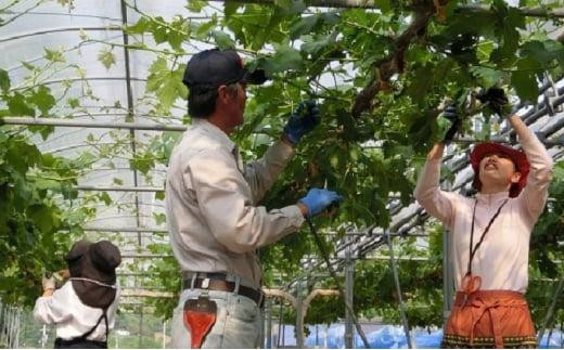 岡山県産 贈答用シャインマスカット 1房 800g前後 フルーツ ぶどう 葡萄 ひらた農園 2024年 