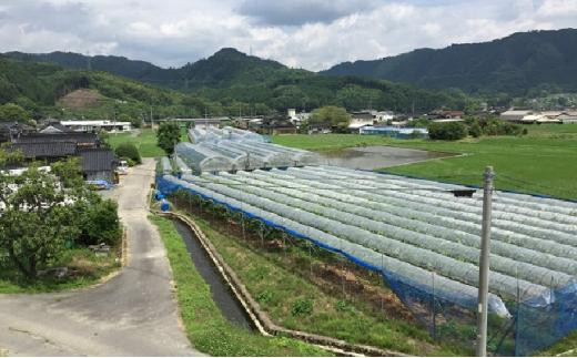 岡山県産 贈答用シャインマスカット 1房 800g前後 フルーツ ぶどう 葡萄 ひらた農園 2024年 