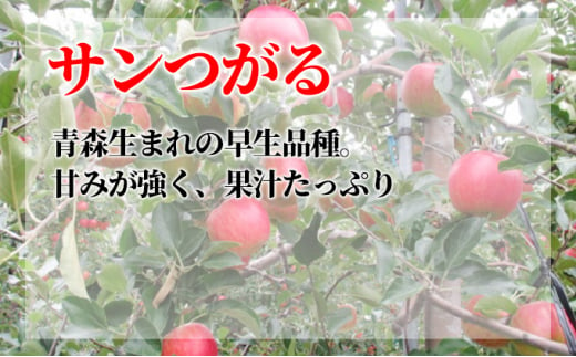 [№5554-0125]9月発送 家庭用葉 取らず サンつがる 約10kg【訳あり】【鶴翔りんごGAP部会 青森県産 津軽産 リンゴ 林檎】