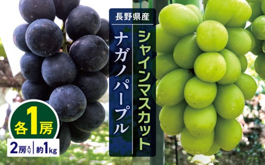 シャインマスカット＆ナガノパープル 長野県産 各1房 2房入り 約1kg ぶどう | 果物 フルーツ ぶどう 葡萄 ブドウ 白ぶどう マスカット シャインマスカット 黒ぶどう ナガノパープル 長野パープル 種無し 種なし 皮ごと 詰め合わせ 信州 特産品 千曲市 長野県 食べ比べ セット