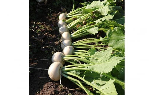 自然栽培 秋冬 季節のお任せ野菜セット Mサイズ