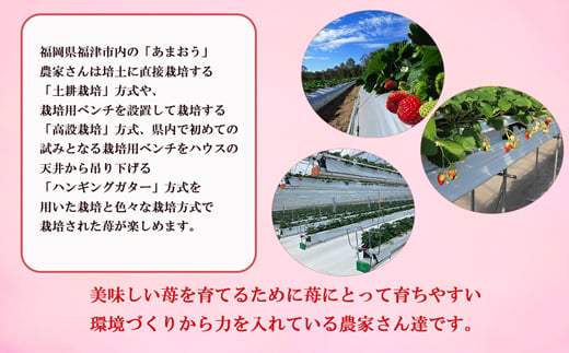 【2025年3月より順次発送】福津産あまおう約180g×6パック【スカイフローラファーム】[F0151]