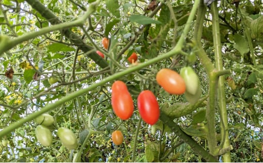 旬の野菜おまかせセット4～6種 80サイズ箱でお届け 猪苗代産 野菜 新鮮 野菜セット 農家直送 産地直送 詰め合わせ おまかせ[№5771-1346]