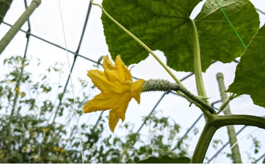 旬の野菜おまかせセット4～6種 80サイズ箱でお届け 猪苗代産 野菜 新鮮 野菜セット 農家直送 産地直送 詰め合わせ おまかせ[№5771-1346]