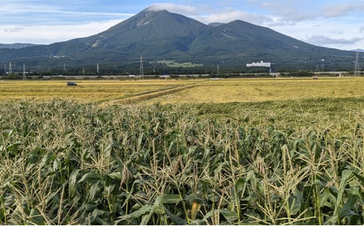 旬の野菜おまかせセット4～6種 80サイズ箱でお届け 猪苗代産 野菜 新鮮 野菜セット 農家直送 産地直送 詰め合わせ おまかせ[№5771-1346]