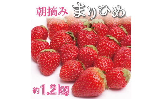 ＜１月より発送＞朝摘み毬姫約1.2kg（300g前後×4P）【和歌山ブランド苺まりひめ】【こだわりの土耕栽培のいちごを農家直送】