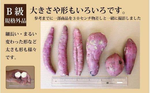 訳あり さつまいも 紅はるか 堀りたて 10kg (1箱 ) 新物 鹿児島県産 2024年12月末までに出荷