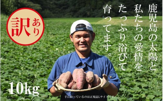 訳あり さつまいも 紅はるか 堀りたて 10kg (1箱 ) 新物 鹿児島県産 2024年12月末までに出荷