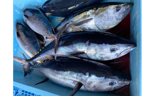 青森県鰺ヶ沢町産 天然本マグロ（冷凍、赤身2サク、約350g）