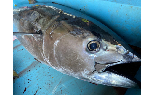 青森県鰺ヶ沢町産 天然本マグロ（冷凍、赤身2サク、約350g）