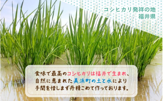 【先行予約】【令和6年産・新米】 コシヒカリ 10kg 福井県美浜町 ふくいでがんばる生産者 大野農園が育てた こしひかり 【2024年10月中旬以降順次発送予定】 [m49-a002_10]