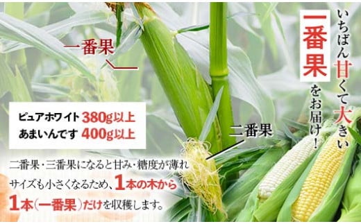 《先行受付》令和7年発送 北海道産 とうもろこし あまいんです6本 朝採れ 一番果 産地直送 数量限定 期間限定 NP1-179