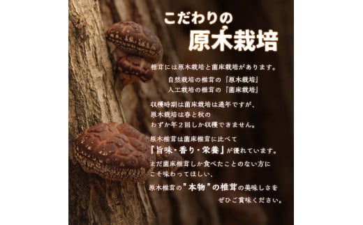 原木乾椎茸どんこ 大分県 特産品 しいたけ 肉厚 どんこ 風味豊か 数量限定 バター 醤油 焼き 天ぷら 高級 干し椎茸 F07014