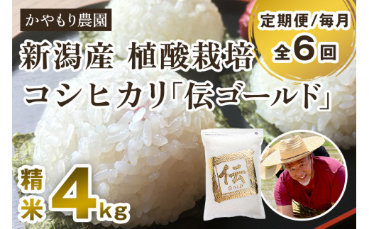 新潟産コシヒカリ「伝ゴールド」白米真空パック 精米 2kg×2袋