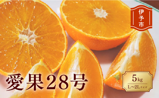 みかん 愛媛 愛果28号 5kg 贈答用 L〜2L キャップ付き 人気 数量限定 先行予約 柑橘 伊予市 【2024年12月発送】｜B84