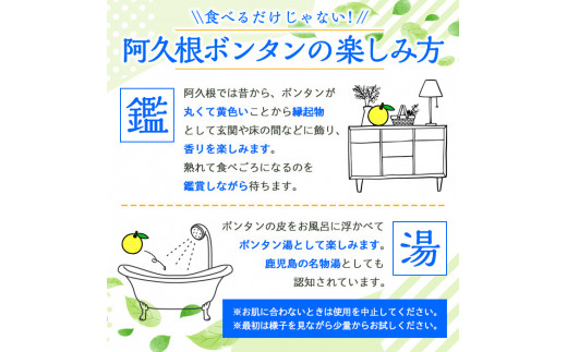 ＜先行予約受付中！2024年12月中旬以降順次発送予定＞阿久根ぼんたん(Lサイズ・6玉入) 阿久根市 ボンタン 文旦 柑橘 果物 フルーツ 新鮮 旬 特産品 鹿児島県 九州産 国産 期間限定【泰平食品】a-12-6-z