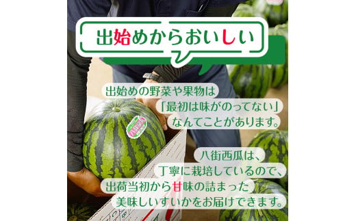 ＼ 先行予約 ／【 数量限定 】[大人気!!]  すいか （ 祭りばやし ） L 2玉 2025年6月以降順次発送 西瓜 スイカ 八街すいか 2025年先行予約 フルーツ先行予約