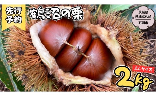 【2025年9月上旬発送開始】鶴沼 の 栗 2kg (茨城県共通返礼品／石岡市) 和栗 国産栗 くり 栗 生栗 オーガニック肥料 果じゅまる園 先行予約[DQ002sa]