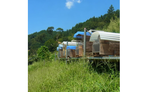 「生ハチミツ 薫るはちみつ 峡谷の夏花 190g瓶」（中サイズ）