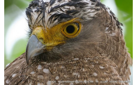 ※おひとり様1点限り※ 富士フイルム レンズ XF150-600mmF5.6-8 R LM OIS WR カメラ 望遠 超望遠 ズーム APS-C 防滴 防塵 ミラーレス Xマウント FUJIFILM フジノンレンズ【富士フイルムイメージングシステムズ株式会社】ta343