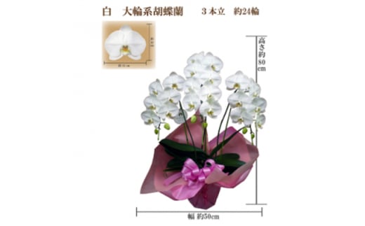 御供　胡蝶蘭　白大輪3本立　24輪　ラッピングカラー紫【1258115】