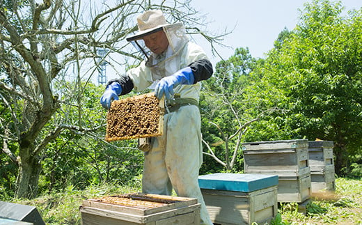 富岡国産純粋はちみつ アカシア蜂蜜 (600g) 国産 天然 ハチミツ はちみつ 蜂蜜 F20E-716