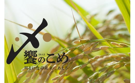 【期間限定発送】 米 令和6年 2kg ×5種 計 10kg 精米 食べ比べ [中橋商事 石川県 宝達志水町 38600854] こしひかり コシヒカリ お米 石川 こめ コメ 白米 10キロ ゆめみづほ ひゃくまん穀 つきあかり のとひかり