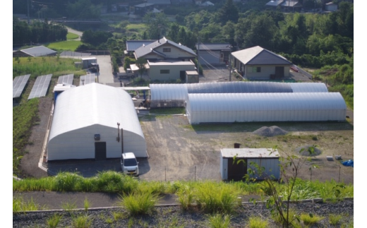 生白いきくらげ ３パック   / 和歌山 田辺市 きくらげ 生  天然 無添加 栄養豊富 中華料理 サラダ【fzn006】