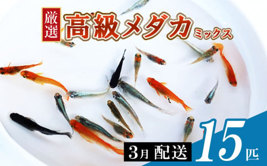 メダカ ミックス 15匹 3月配送 | めだか 混合 多種 多色 セット 選別 熱帯魚 ユリシス 楊貴妃 灯 琥珀 ブラック 黄金 暁 パンダ 鰭長 ひれなが 観賞魚 観賞用 観賞 飼育 金魚