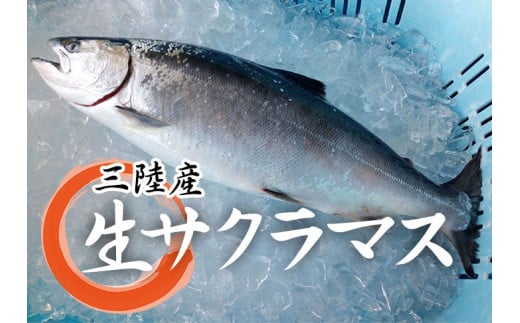 4月～５月　新鮮なサクラマスです。桜の咲く時期が旬で脂がのっていて美味しいことからサクラマスと呼ばれております。