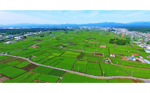 桐箱入り 狭山茶煎茶「霞川」【1375080】