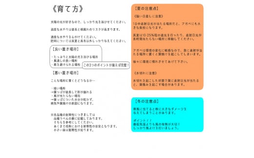 アガベ・ネバデンシス＆エボリスピナ 2種セット 3.5号鉢 四国ガーデン 人気 多肉植物 インテリア 観葉植物 グリーン リラックス｜C90