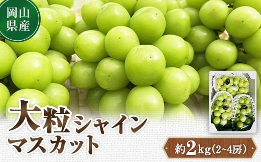  先行予約 2024年10月発送開始予定 岡山県産 大粒シャインマスカット 約2kg(2～4房) TY0-0332