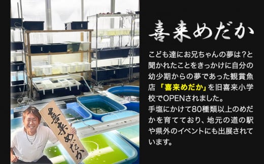 【配送不可地域あり】めだか ペアセット 紅翠玉 《30日以内に出荷予定(土日祝除く)》喜来めだか 徳島県 美馬市 めだか 生き物 旧喜来小学校 改良めだか専門店 鑑賞用