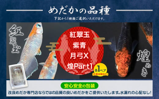 【配送不可地域あり】めだか ペアセット 紅翠玉 《30日以内に出荷予定(土日祝除く)》喜来めだか 徳島県 美馬市 めだか 生き物 旧喜来小学校 改良めだか専門店 鑑賞用