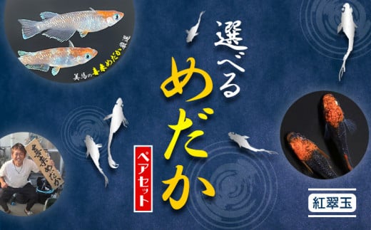 【配送不可地域あり】めだか ペアセット 紅翠玉 《30日以内に出荷予定(土日祝除く)》喜来めだか 徳島県 美馬市 めだか 生き物 旧喜来小学校 改良めだか専門店 鑑賞用