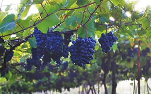 日本ワイン 山形を代表するワインセット(1) 朝日町ワイン 高畠ワイナリー F2Y-4048