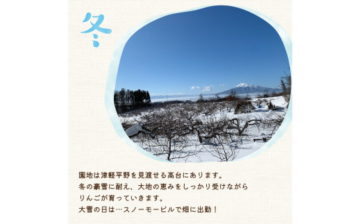 りんご 訳あり 約3kgサンふじ青森【2024年12月後半発送】青森りんご 訳ありりんご 林檎 訳アリさんふじリンゴ 2024年