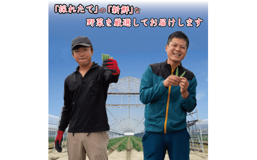 野菜 オクラ 約 2kg 以上 朝採れ《 先行予約 5月下旬～発送開始》 夏野菜  阿波市産 徳島県