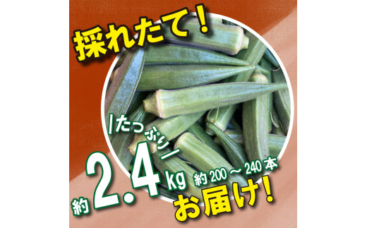 野菜 オクラ 約 2kg 以上 朝採れ《 先行予約 5月下旬～発送開始》 夏野菜  阿波市産 徳島県