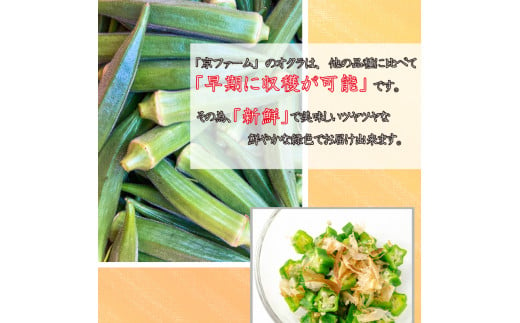 野菜 オクラ 約 2kg 以上 朝採れ《 先行予約 5月下旬～発送開始》 夏野菜  阿波市産 徳島県