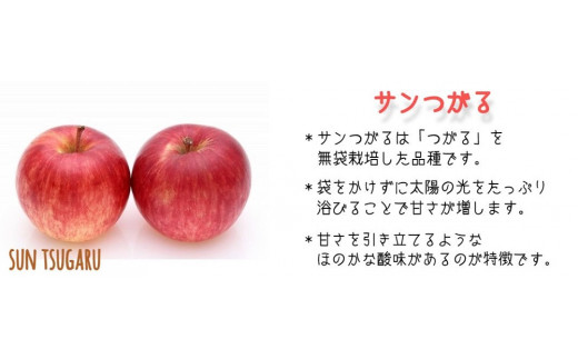 りんご サンつがる 家庭用 5kg 中村ファーム ( 中村りんご農園 ) 沖縄県への配送不可 2024年9月上旬頃から2024年9月中旬頃まで順次発送予定 令和6年度収穫分 長野県 飯綱町 [0858]