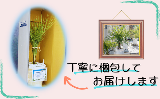 ココスヤシ 10号鉢 庭木 観葉植物【南国リゾートガーデンに人気】 ヤシの木 植木鉢 グリーン 岐阜市/マツダクリエイト [ANBC001]