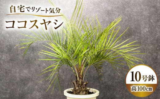 ココスヤシ 10号鉢 庭木 観葉植物【南国リゾートガーデンに人気】 ヤシの木 植木鉢 グリーン 岐阜市/マツダクリエイト [ANBC001]