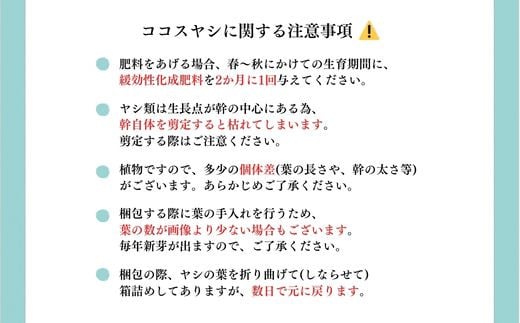 ココスヤシ 10号鉢 庭木 観葉植物【南国リゾートガーデンに人気】 ヤシの木 植木鉢 グリーン 岐阜市/マツダクリエイト [ANBC001]