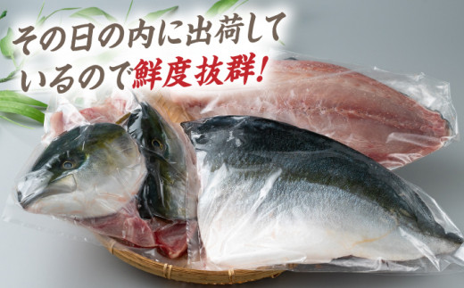 【24年1月9日以降発送】【1月限定】対馬 寒 ブリ 3枚おろし 約2kg 《対馬市》【海風商事】国産 長崎 九州 刺身 [WAD009]冷蔵 新鮮 ぶり 寒ぶり フィレ  海鮮 魚介 鰤 刺身 しゃぶしゃぶ 煮物 BBQ 鍋 ブリしゃぶ 肉厚 