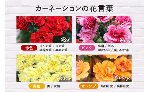 カーネーション 赤系 母の日への贈り物 プレゼント ギフト カーネーション 花 アレンジ 鉢植え 5号 鉢 国産 花鉢 鉢花 フラワーアレンジメント 母の日ギフト フラワーギフト お祝い 母の日